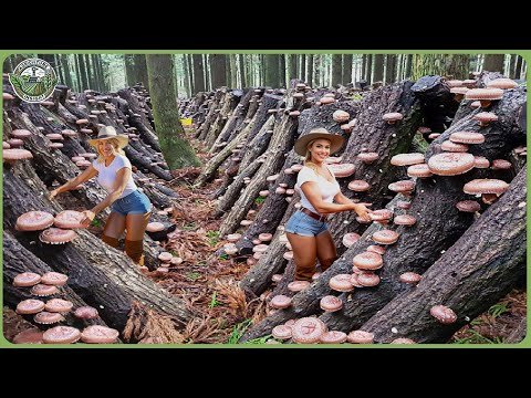 How Billions of Shiitake Mushroom Are Harvested & Processed – Massive Japanese Farming In Forest
