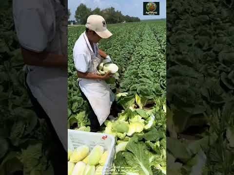 #زراعة #farming #explore 🥬حصاد الخس: Lettuce harvesting #زراعة #farming #explore 🥬حصاد الخس: Lettuce harvesting