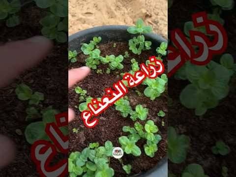 زراعة النعناع من حزمة نعناع من السوق زراعة النعنع زراعة النعناع من حزمة نعناع من السوق زراعة النعنع