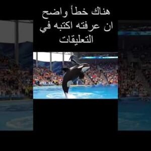 جيسيكا و الاوركا كشف خدعة الذكاء الاصطناعي ٣ #الاوركا #جيسيكا #حيوانات#حوت 1 جيسيكا و الاوركا كشف خدعة الذكاء الاصطناعي ٣ #الاوركا #جيسيكا #حيوانات#حوت