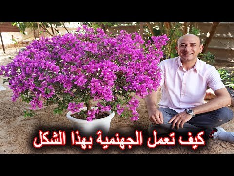 كيف تجعل نبتة الجهنمية بهذا الشكل الكروي المزهر