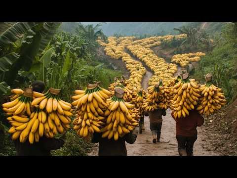 Chinese Farmers Harvest Millions Of Tons Of Traditional Fruit This Way – Agriculture Technology