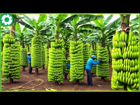 Transporting Tons of Bananas This Way – Grows and Harvest Agricultural | Agriculture Technology Transporting Tons of Bananas This Way – Grows and Harvest Agricultural | Agriculture Technology