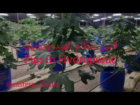 إبداع التين بنظام الزراعة المائية Amazing Figs in Hydroponic إبداع التين بنظام الزراعة المائية Amazing Figs in Hydroponic