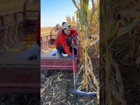 Rural farmers’ fun way of cutting corn 🌽🌽 plants | Amazing Farming Tool #shorts #tools