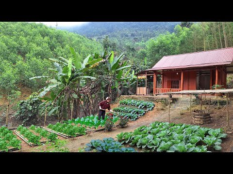 Full video: mountain gardening, building organic vegetable garden, harvesting vegetables. Full video: mountain gardening, building organic vegetable garden, harvesting vegetables.