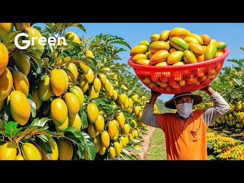 Mangoes Farming – Mangoes Harvesting & Mangoes Drinks Making 🥭 | Agriculture Technology Mangoes Farming – Mangoes Harvesting & Mangoes Drinks Making 🥭 | Agriculture Technology