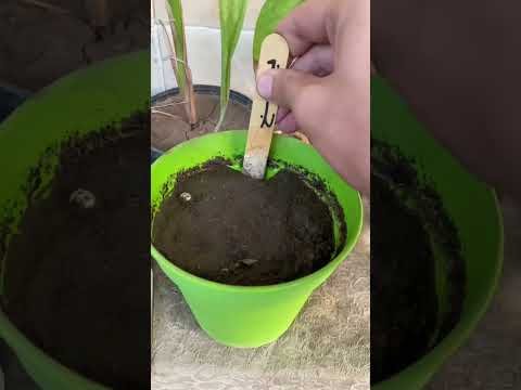 زرعت البطيخ الاصفر في البلكونة😉❤️❤️ #youtube #plants #زراعت #gardenplants #اكسبلور #plantsofindia