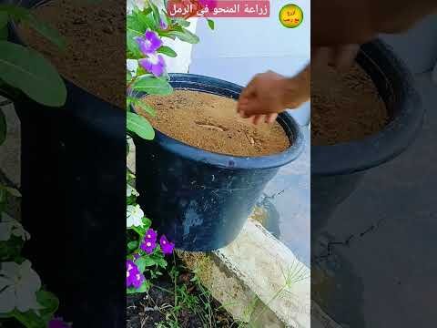 الزراعة في الرمل #ازرع_مع_رجب #اكسبلور #رمل #garden #تربة #زراعة #نباتي #gardening #زراعت
