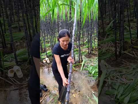 Sugarcane farming life and cutting sweet sugarcane eating #agriculture #farming #satisfying #2025 Sugarcane farming life and cutting sweet sugarcane eating #agriculture #farming #satisfying #2025