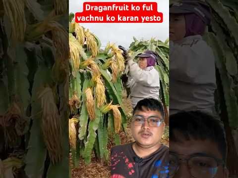 Draganfruit ko ful vachnu ko karan yesto #trending #agriculture #farming #draganfruit #flowers Draganfruit ko ful vachnu ko karan yesto #trending #agriculture #farming #draganfruit #flowers