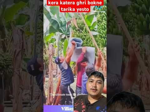 Kera katera ghari bokne tarika yesto gajjab #trending #agriculture #farming #banana #cuttingskills Kera katera ghari bokne tarika yesto gajjab #trending #agriculture #farming #banana #cuttingskills