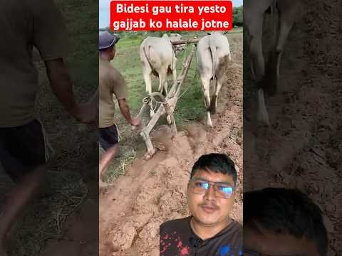 Bidesi gau tira yesto gajjab ko halale jotne #trending #agriculture #farming #ox #gardening #ideas Bidesi gau tira yesto gajjab ko halale jotne #trending #agriculture #farming #ox #gardening #ideas